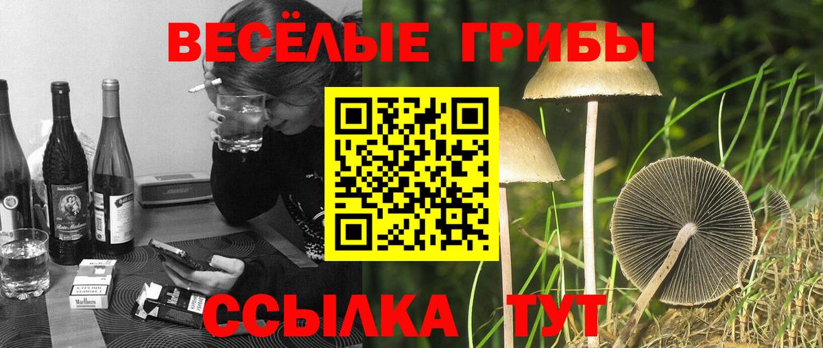 Псилоцибиновые грибы Cubensis Москва